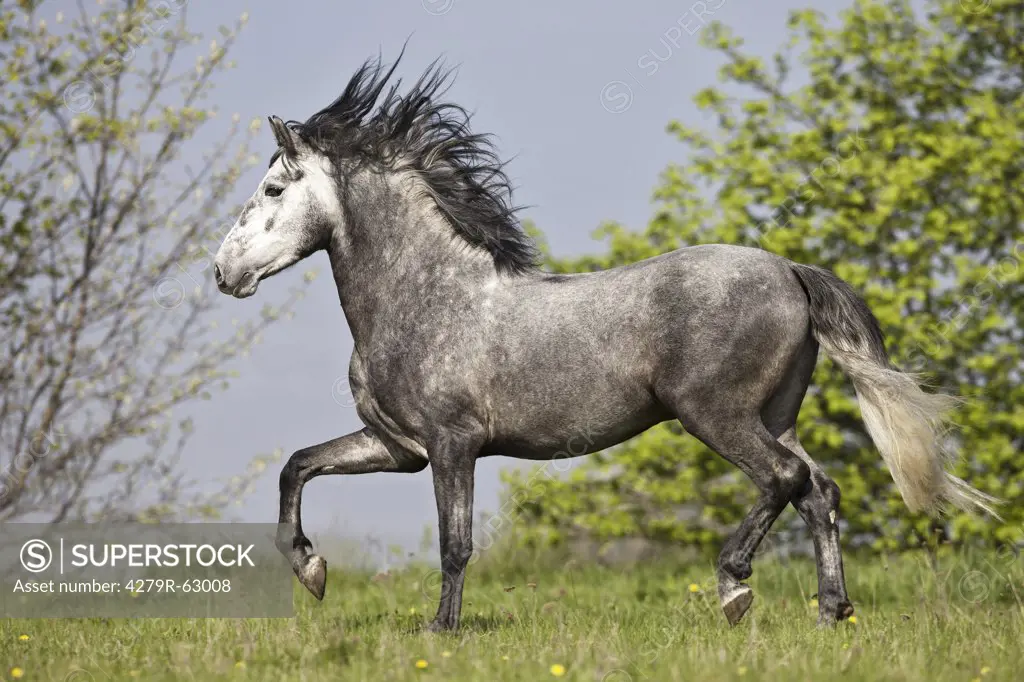 Pure Spanish-bred horse - walking on meadow