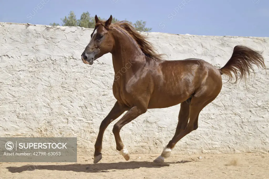 Arabian horse - galloping