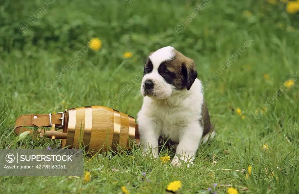 St. Bernard dog - puppy on meadow