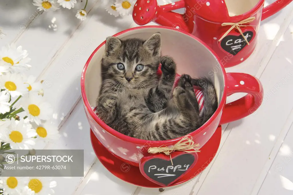domestic cat - kitten (39 days) in cup