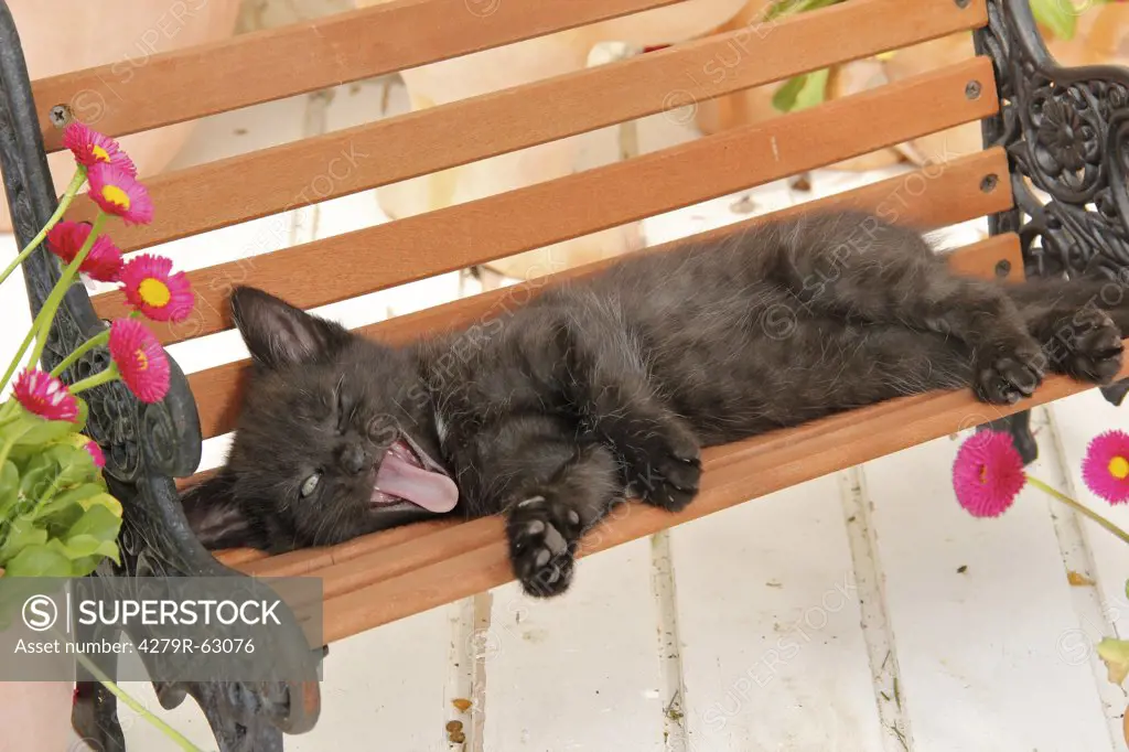 domestic cat - kitten (43 days) lying on bench
