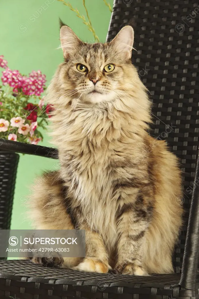 Maine Coon - sitting