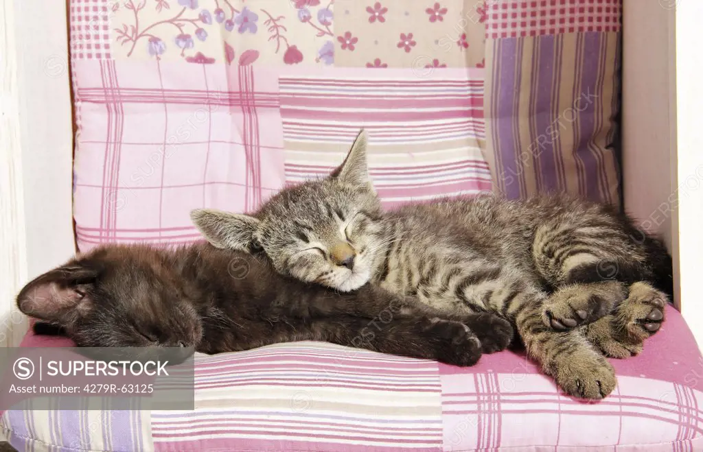 domestic cat - two kittes (57 days) - sleeping
