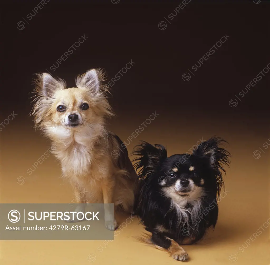 two chihuahuas - cut out