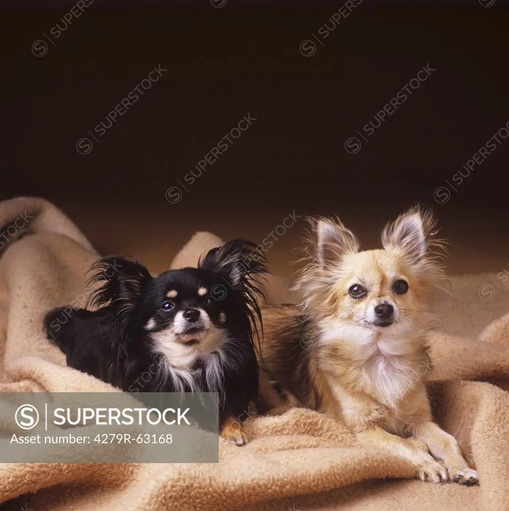 two Chihuahuas - lying on blanket