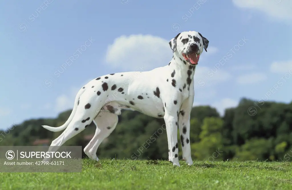 Dalmatian dog - standing on meadow