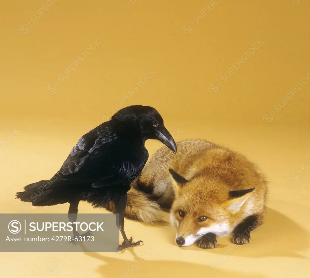 animal friendship, red fox and crow