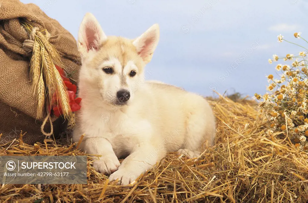 half breed Husky - puppy lying in straw