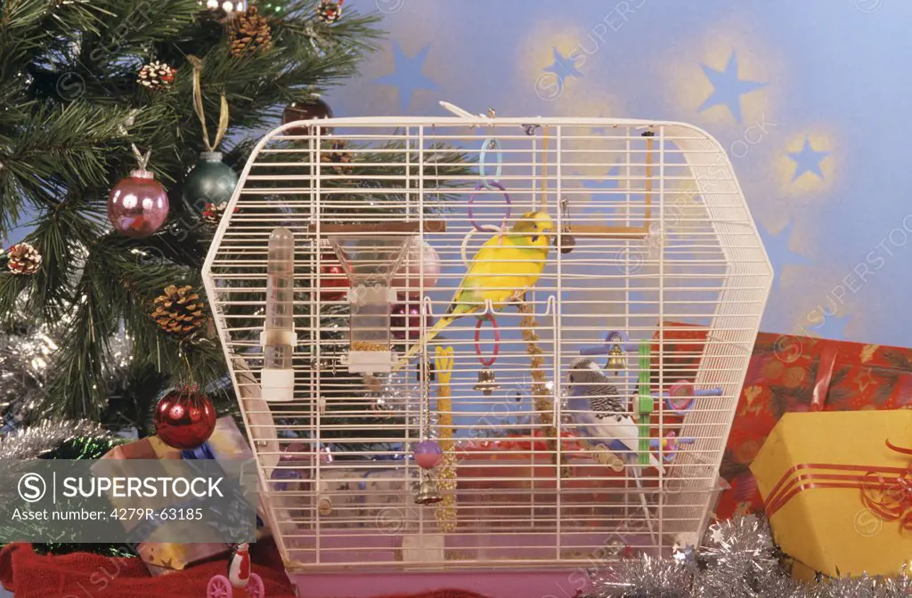 two budgerigars in cage - next to christmas tree
