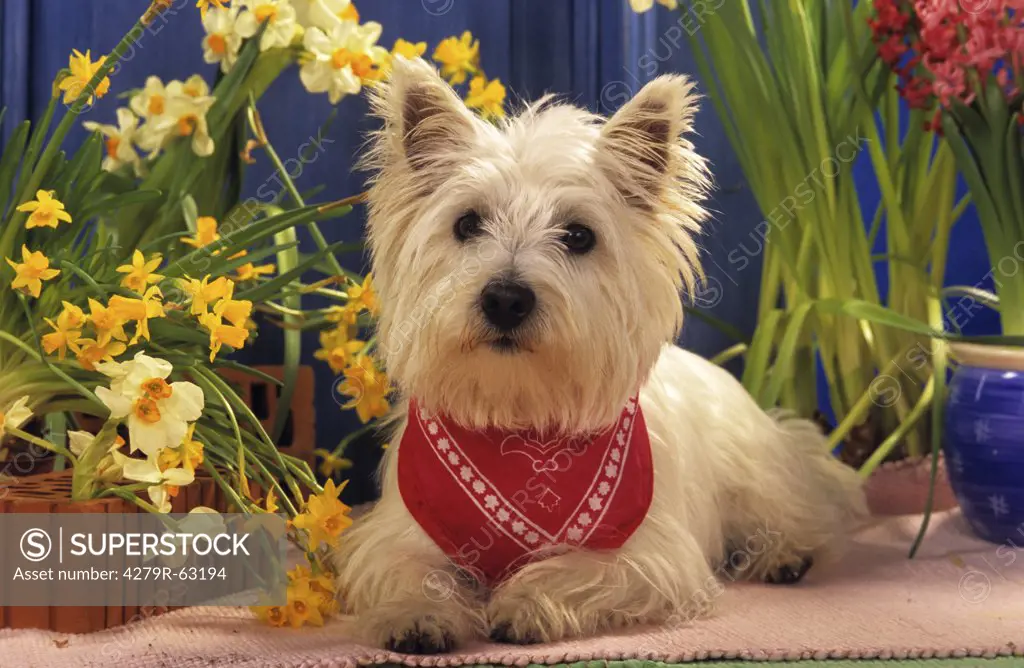 West Highland White Terrier - with spring flowers