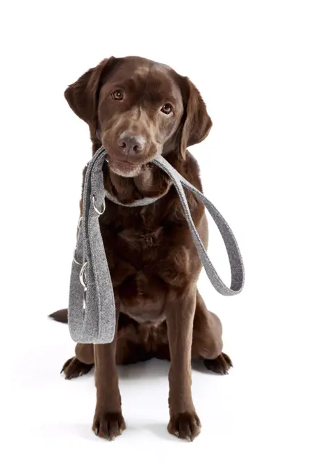 Labrador Retriever sitting with collar and lead. Studio picture against a white background. Germany.
