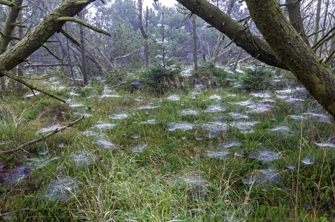 Indin Summer: On a foggy morning you can see countless spider webs in the dune forest. Central Jutland, Denmark..