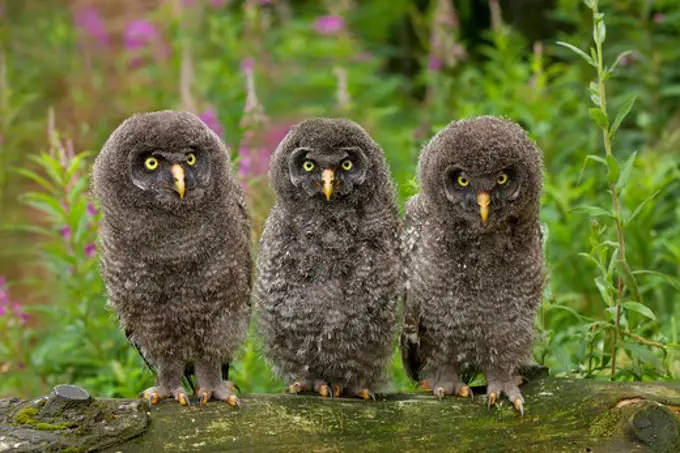 three young Great Grey Owls, Strix nebulosa