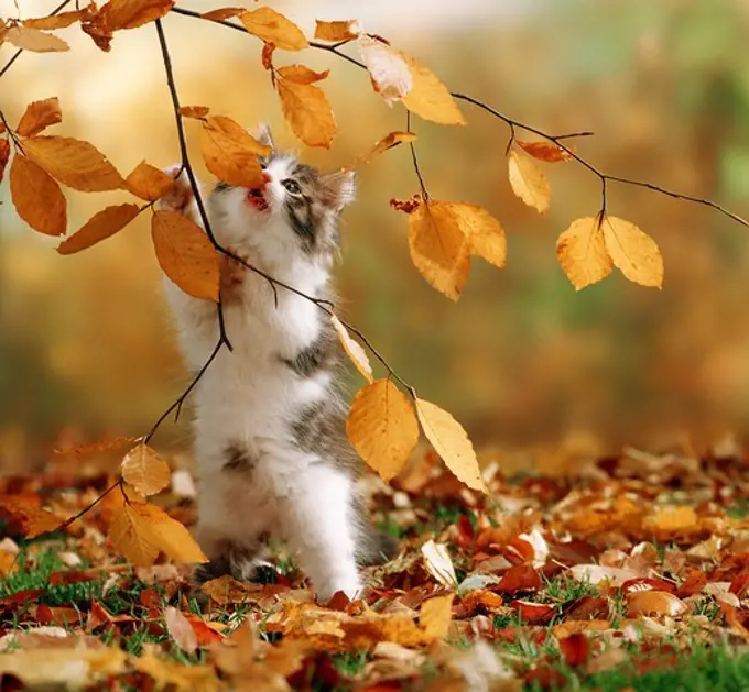 kitten in autumn