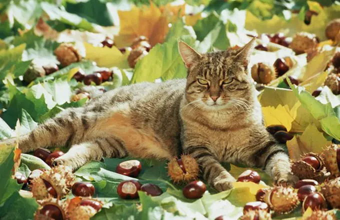domestic cat in autumn