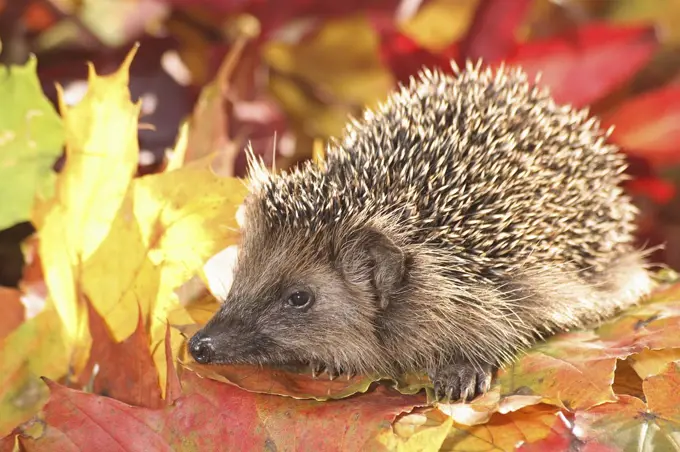 hedgehog on autumn foliage