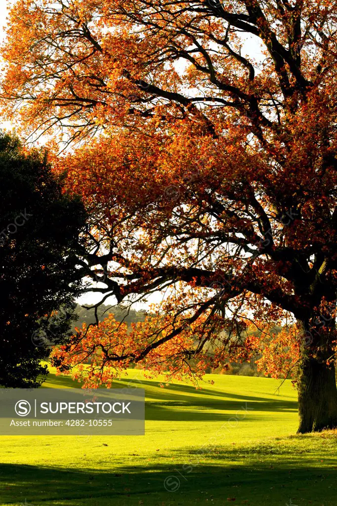 England, West Midlands, Longbridge. Autumnal colours displayed in Cofton Park, a large green area in Longbridge, an otherwise largely industrial and residential area of Birmingham.