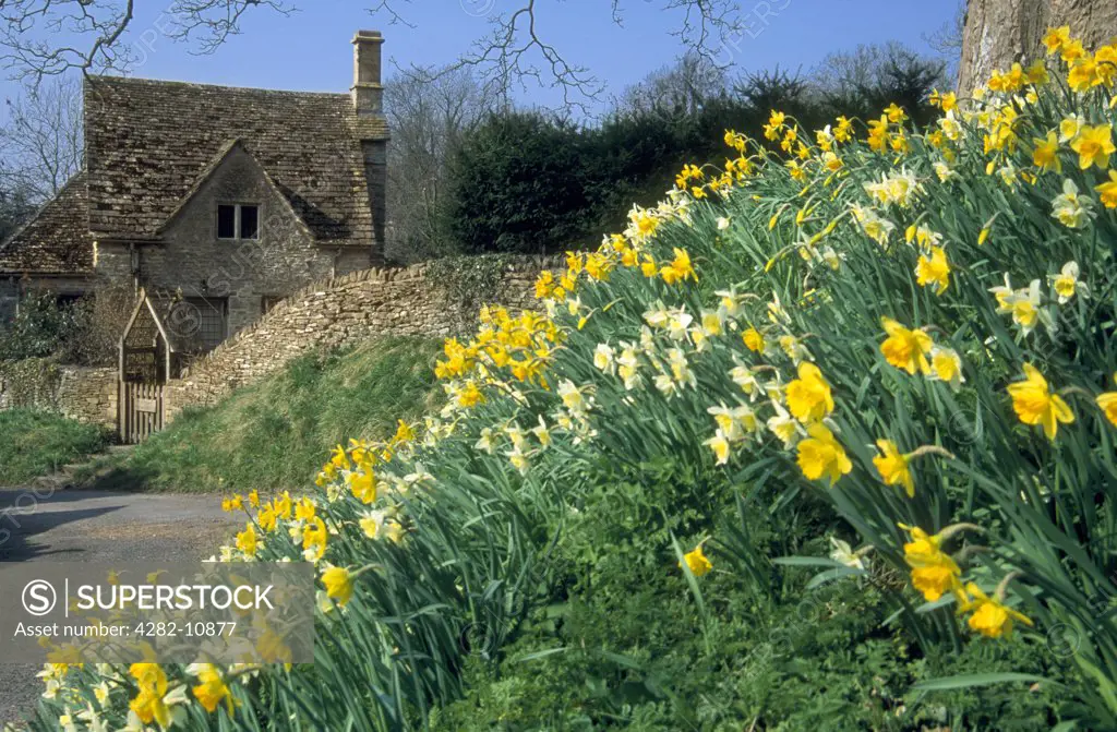 England, Oxfordshire, Burford. Daffodils and a Cotswold cottage.