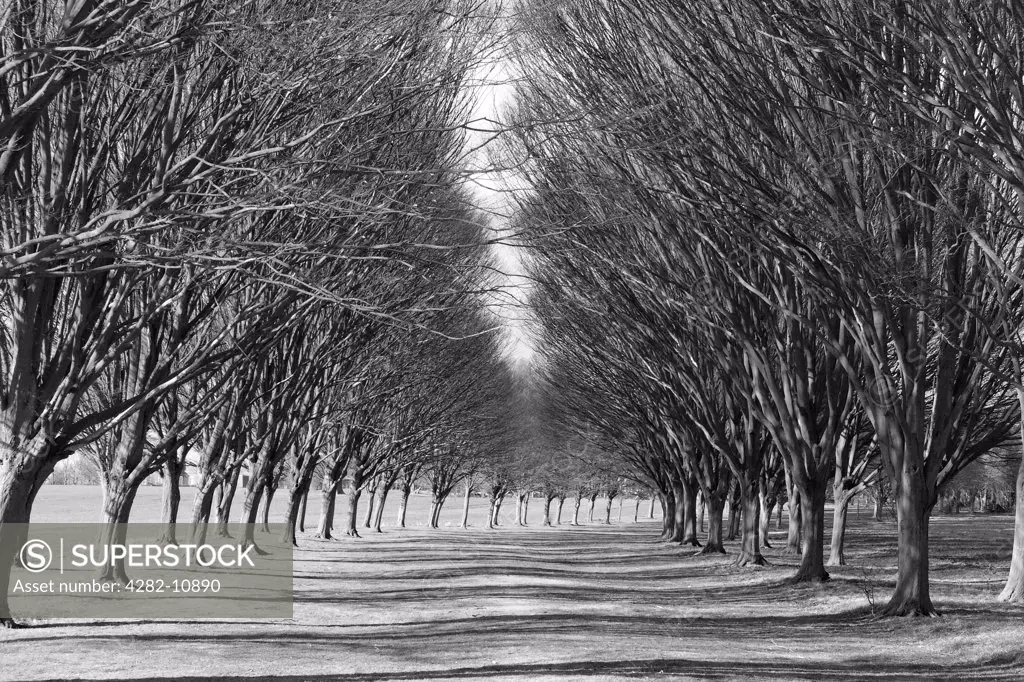 England, Oxfordshire, Radley. An avenue of trees in the winter sun.