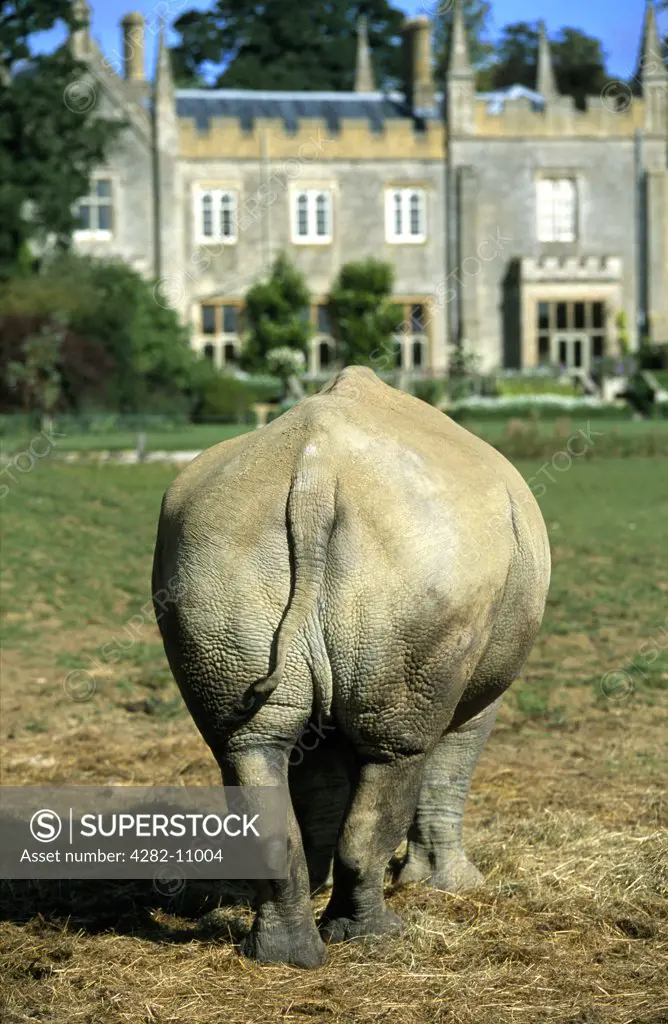 England, Oxfordshire, Burford. Rhino posterior at Cotswolds Wildlife Park.