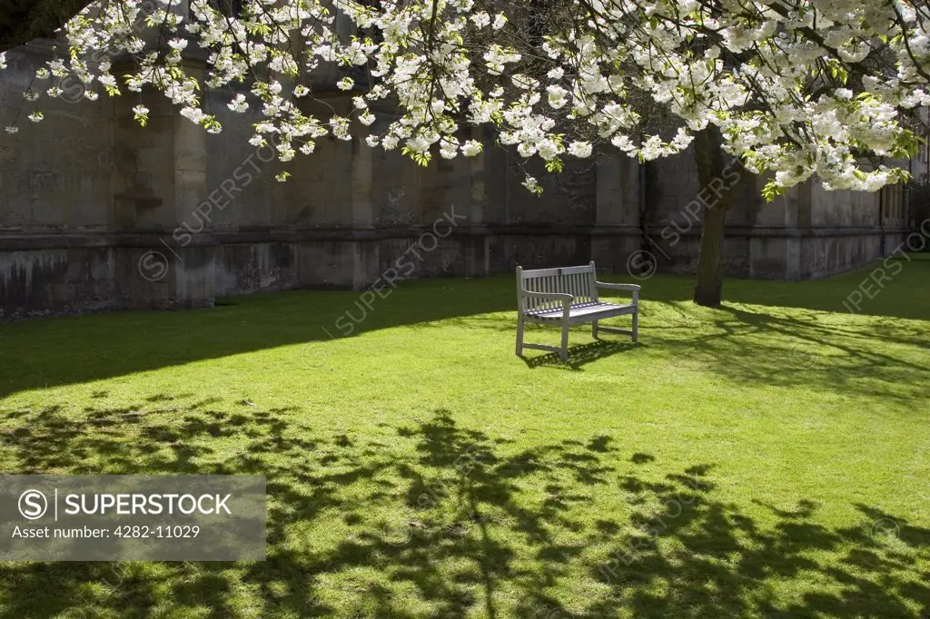 England, Oxfordshire, Oxford. Bench beneath cherry blossom in Wadham College Gardens.
