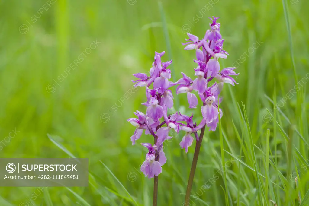 Early Purple Orchids in flower Orchis mascula in grassland at Velvet Bottom in the Mendip Hills.