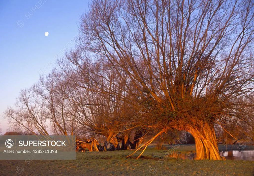 England, Suffolk, Dedham Vale. Willow trees on the banks of the River Stour.