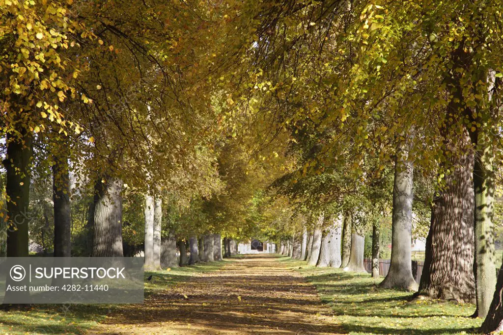England, Oxfordshire, Oxford. An avenue lined with Autumnal trees in Christ College Meadows, Oxford.