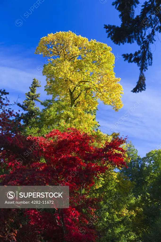 England, Gloucestershire, Westonbirt Arboretum. Incandescent autumnal colours in the Maple Glade at Old Westonbirt Arboretum in the Cotswolds.