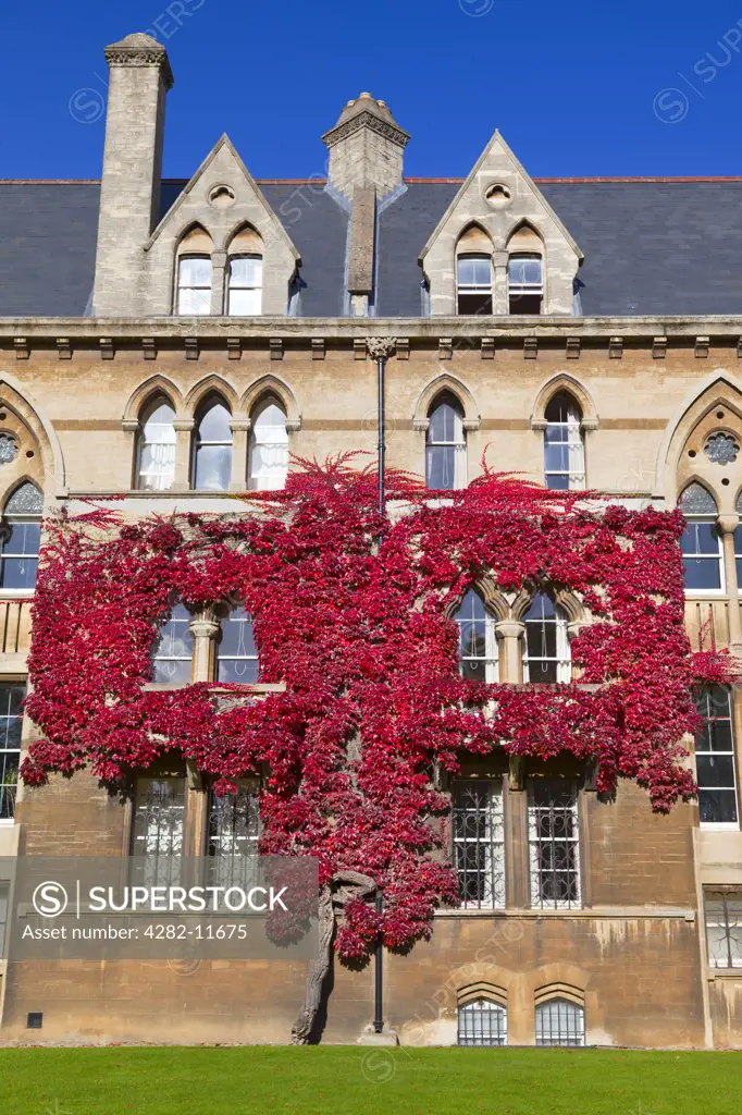 England, Oxfordshire, Oxford. Ivy growing on the walls of Christ Church, Oxford University's largest College, in autumn.