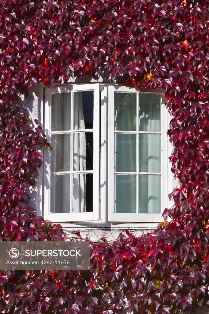 England, Oxfordshire, Oxford. Ivy-covered house in Broad Street during autumn.