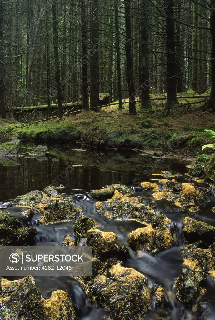 Scotland, Dumfries and Galloway, Galloway Forest Park. The popular tourist attraction of woodland found near to the Glen Trool area.