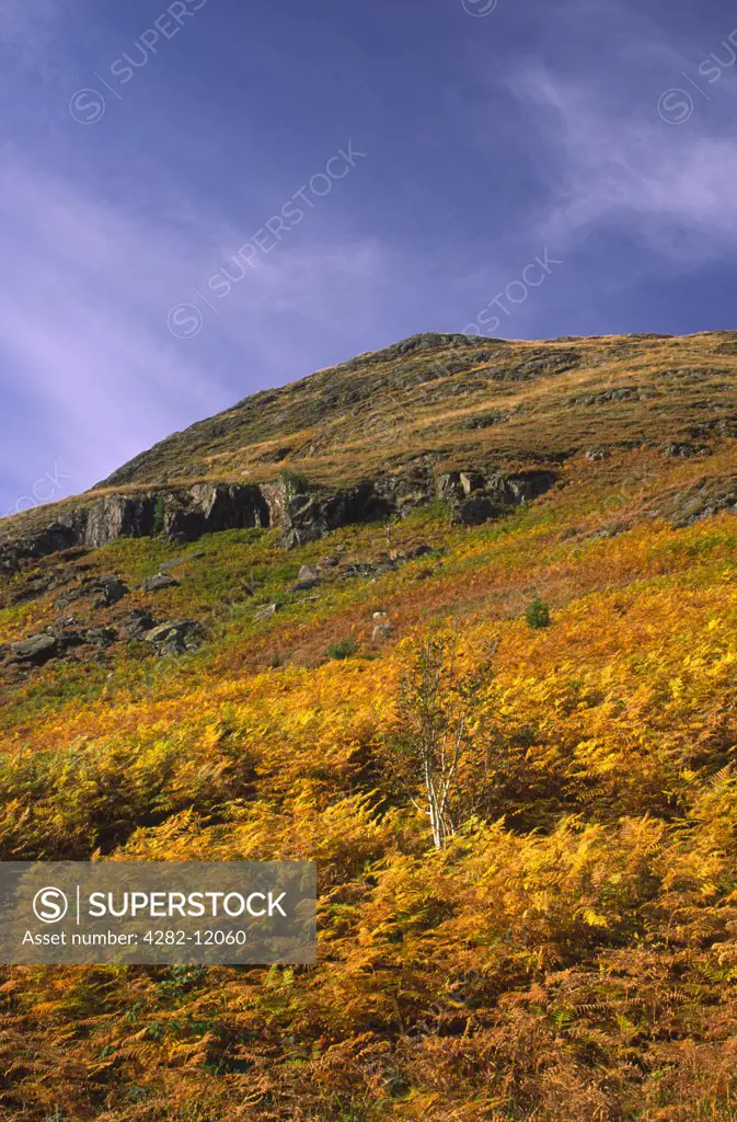 Scotland, Dumfries and Galloway, Galloway Forest Park. The autumn colours of the fern covered hills near to Glen Trool.