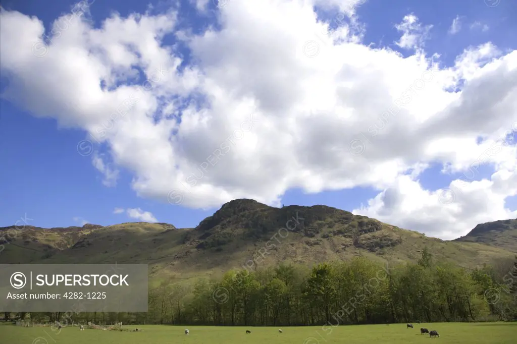 England, Cumbria, The Lake District. Sheep grazing in the Langdale valley in the Lake District (near Grasmere).