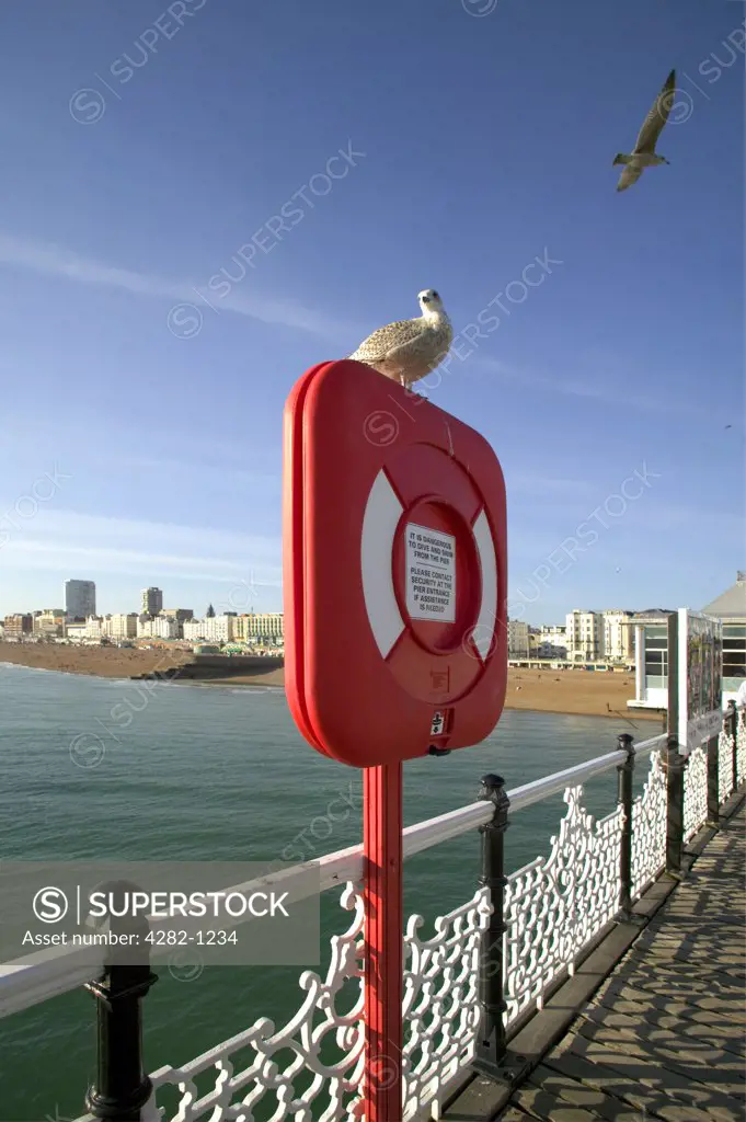 England, East Sussex, Brighton. A seagull on top of a life belt box on Brighton Pier looking back towards the seafront.
