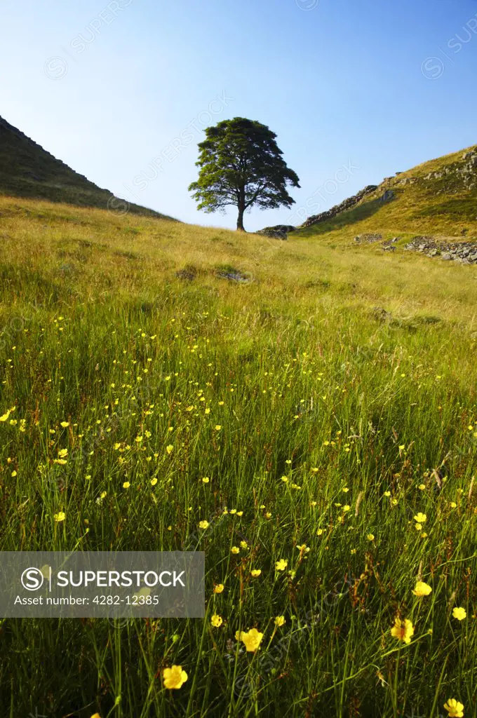 England, Northumberland, Sycamore Gap. Northumberland National Park. Sycamore Gap, a famous landmark along Hadrians Wall in the Hadrians Wall World Heritage Site.