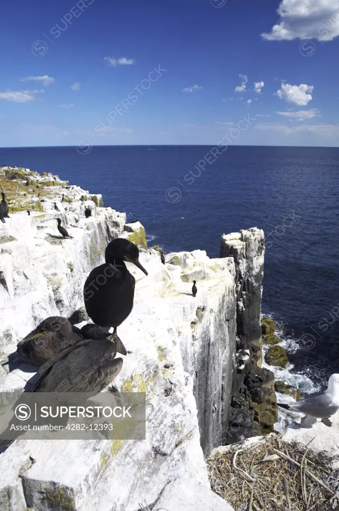 England, Northumberland, Farne Islands. A nesting Shag and chicks photographed on the Farne islands.