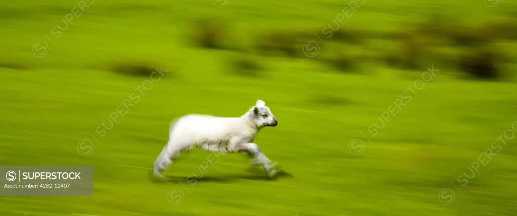 England, Cumbria, near Dungeon Ghyll. The Lake District National Park. A spring lamb running in a field near Dungeon Ghyll.
