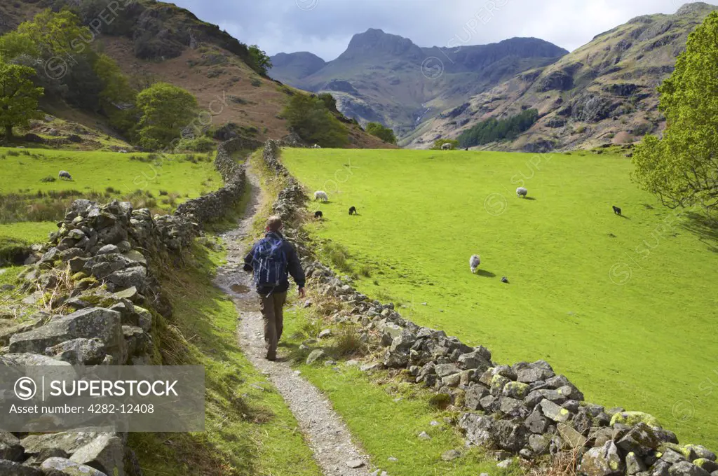 England, Cumbria, near Chapel Stile. Lake District National Park. A hiker walking along the Cumbria Way near Chapel Stile, heading towards Dungeon Ghyll and the Langdale Mountains.