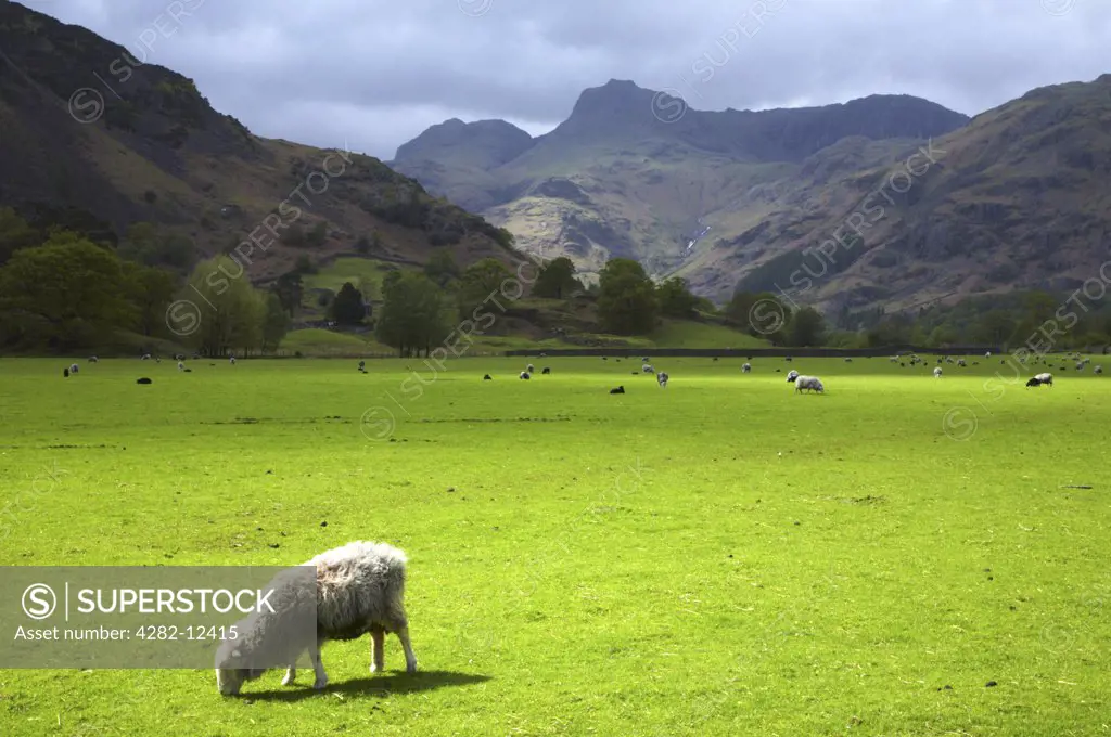 England, Cumbria, near Chapel Stile. The Lake District National Park. Sheep grazing in a field near Chapel Stile with the Langdale Mountains in the distance.