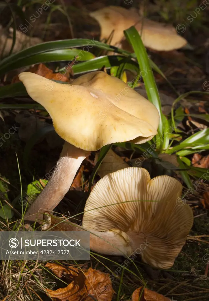 England, Northumberland, Allen Banks & Staward Gorge. Autumn shot of un-identified fungi / mushroom / toadstool.