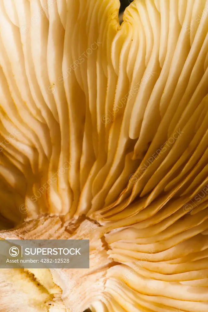 England, Northumberland, Allen Banks & Staward Gorge. Autumn shot of un-identified fungi / mushroom / toadstool.