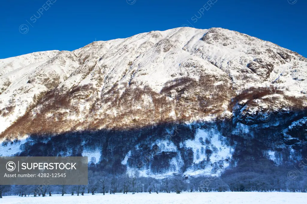 Scotland, Highland, Lochaber. Trees under the shadow of Carn Dearg, part of the lower slopes of Ben Nevis, the highest mountain in Scotland and the UK.