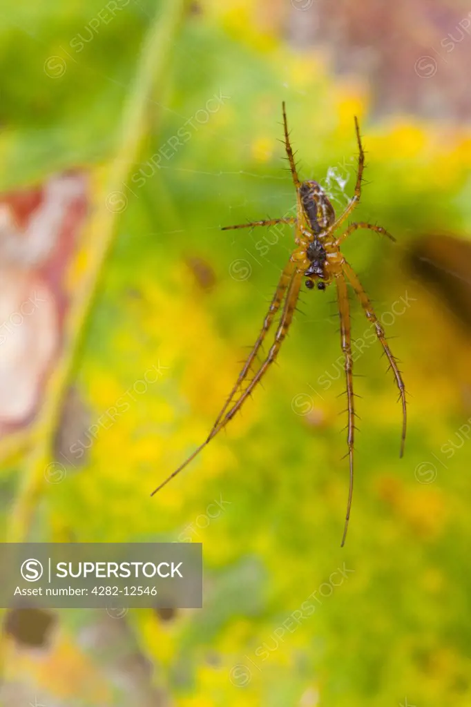 England, Staffordshire, Highgate Common Country Park. A Common Orb Spider on a web above an autumn leaf.
