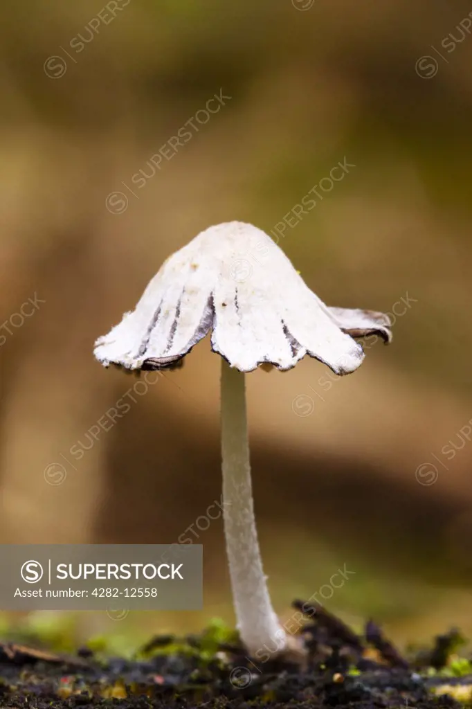 England, Northumberland, Kielder Water & Forest Park. Autumn shot of un-identified fungi / mushroom / toadstool.