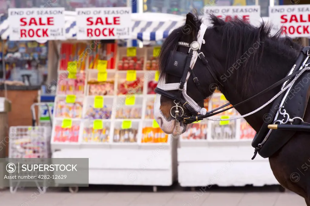 England, Lancashire, Blackpool. A blinkered horse in front of a stall selling seaside rock on the Blackpool Golden Mile.