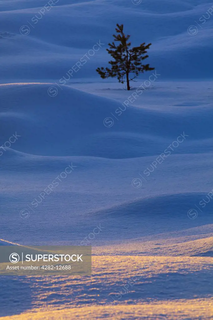 Scotland, Highland, Abernethy. Single Fir Tree surrounded by drifting snow in the Cairngorms National Park.