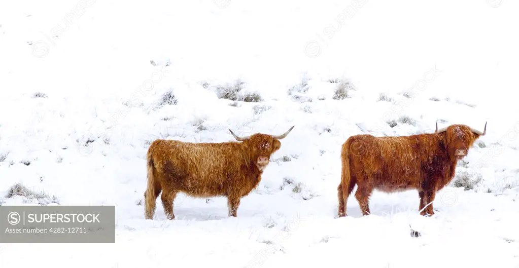 Scotland, Stirlingshire, Glen Dochart. Highland Cattle brave the elements of a harsh winter environment in Glen Dochart.
