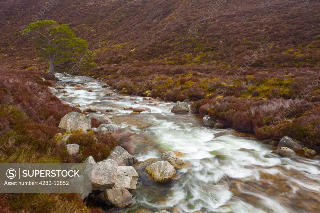 Scotland, Highland, Gleann Eanaich. River running through the heather clad hills of Gleann Eanaich, in the Rothiemurchus Estate in the Cairngorms National Park.