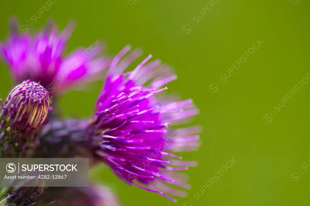 Scotland, Highland, Cairngorms National Park. Close-up of a Scottish Thistle flowering in July.
